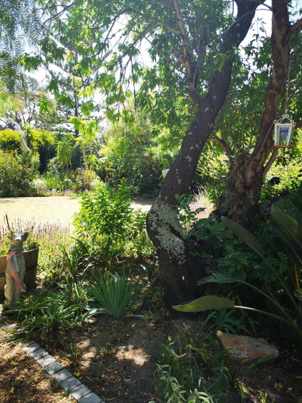 Almond Cottage Bed & Breakfast Somerset West Exterior photo